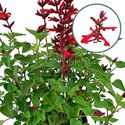 Afbeelding van Salvia P12 Red
